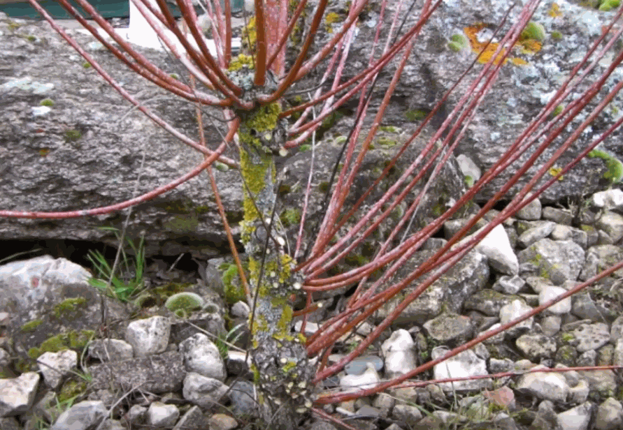 Odoo • une photo avec une légende