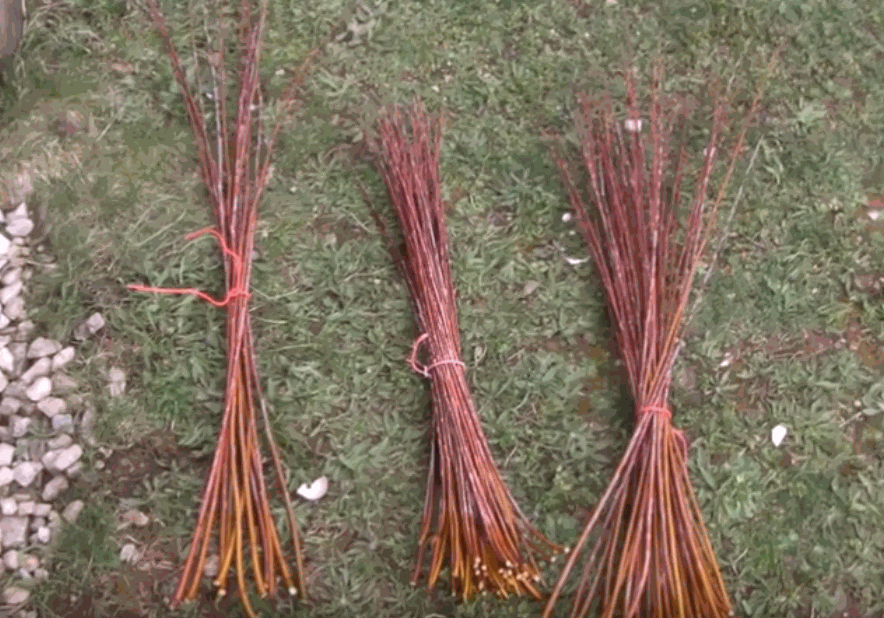 Odoo • une photo avec une légende