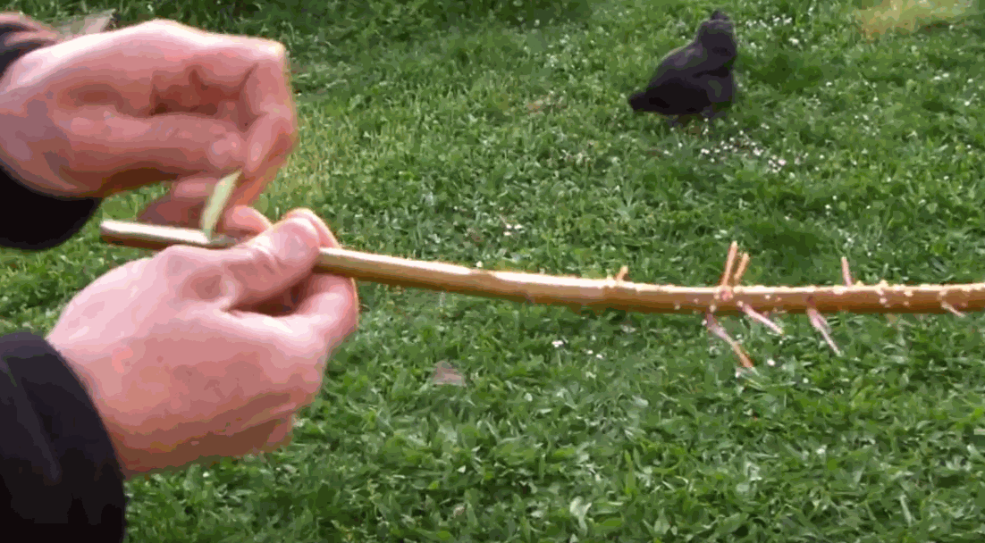 Odoo • une photo avec une légende