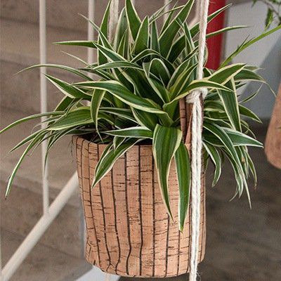 Odoo • une photo avec une légende