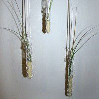 Odoo • une photo avec une légende