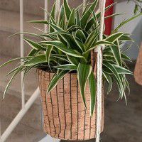 Odoo • une photo avec une légende