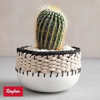 Odoo • une photo avec une légende