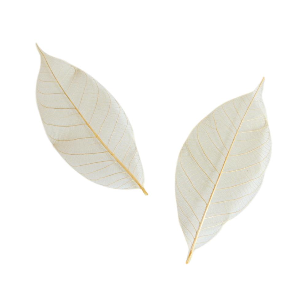 Feuille squelette Crème