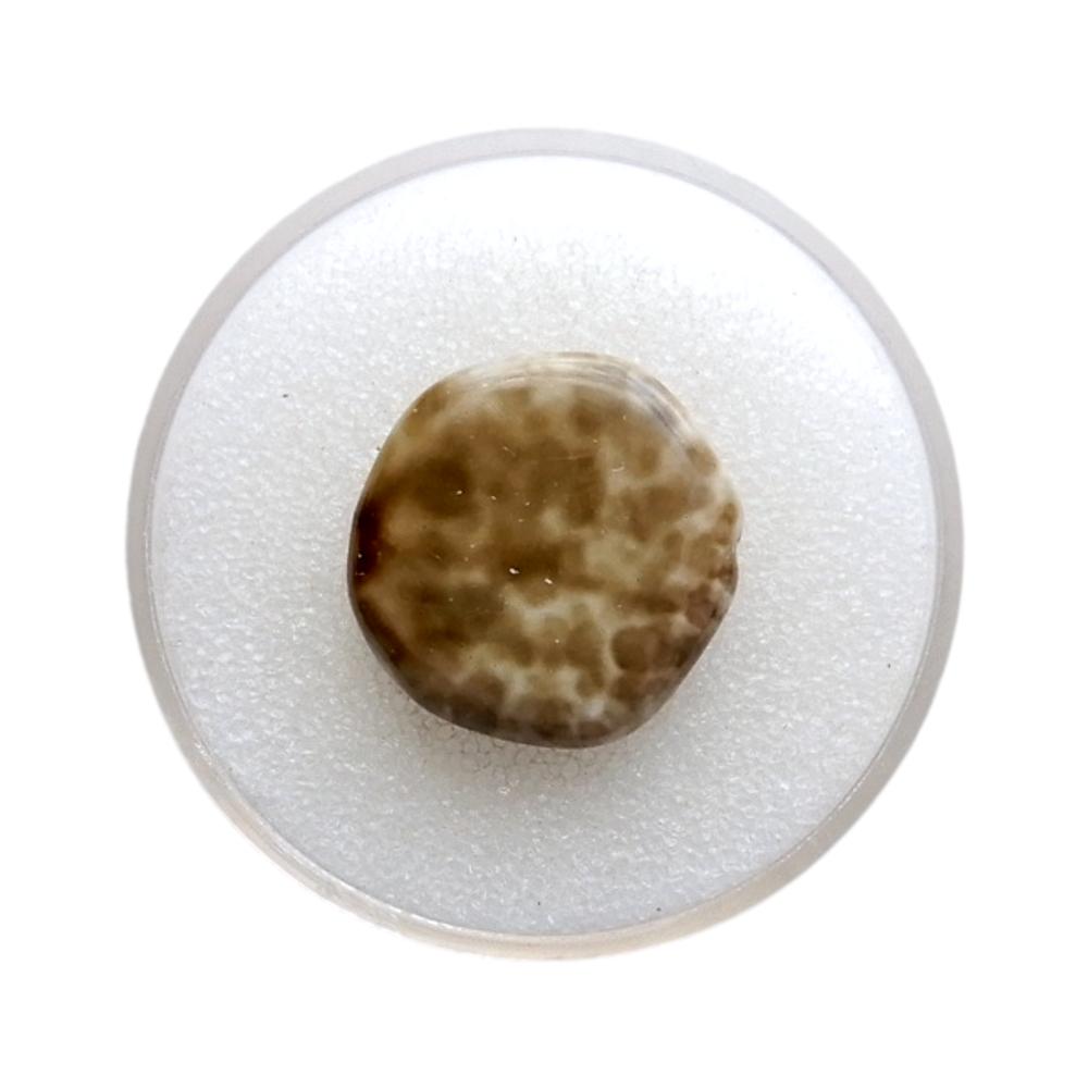 Disque 19 mm Beige granite